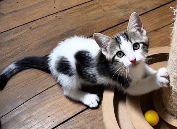 KEILOWA À ADOPTER EN DUO OU SEULE SI DÉJÀ UN CHAT PRÉSENT CHEZ VOUS