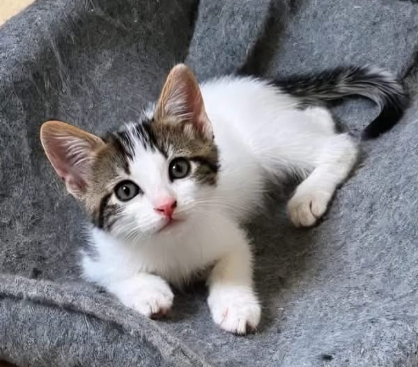 KEILOWA À ADOPTER EN DUO OU SEULE SI DÉJÀ UN CHAT PRÉSENT CHEZ VOUS
