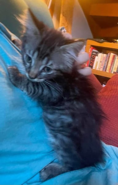 PUYU À ADOPTER EN DUO OU SEUL SI DÉJÀ UN CHAT PRÉSENT CHEZ VOUS