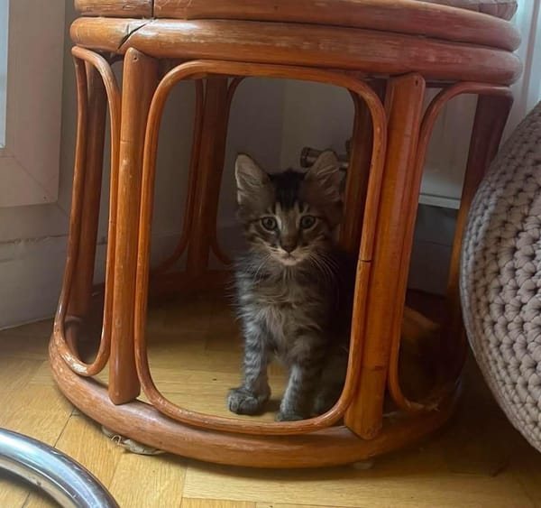 PUYU À ADOPTER EN DUO OU SEUL SI DÉJÀ UN CHAT PRÉSENT CHEZ VOUS