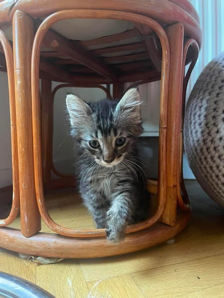 PUYU À ADOPTER EN DUO OU SEUL SI DÉJÀ UN CHAT PRÉSENT CHEZ VOUS