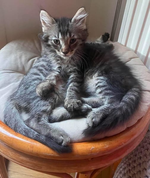 PUYU À ADOPTER EN DUO OU SEUL SI DÉJÀ UN CHAT PRÉSENT CHEZ VOUS