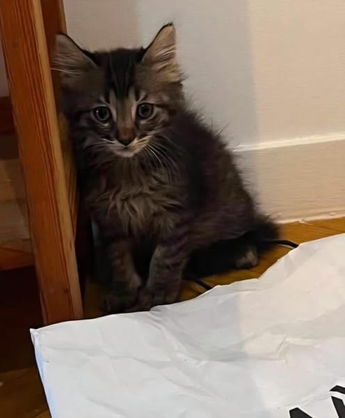 PUYU À ADOPTER EN DUO OU SEUL SI DÉJÀ UN CHAT PRÉSENT CHEZ VOUS