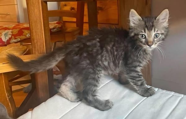 PUYU À ADOPTER EN DUO OU SEUL SI DÉJÀ UN CHAT PRÉSENT CHEZ VOUS