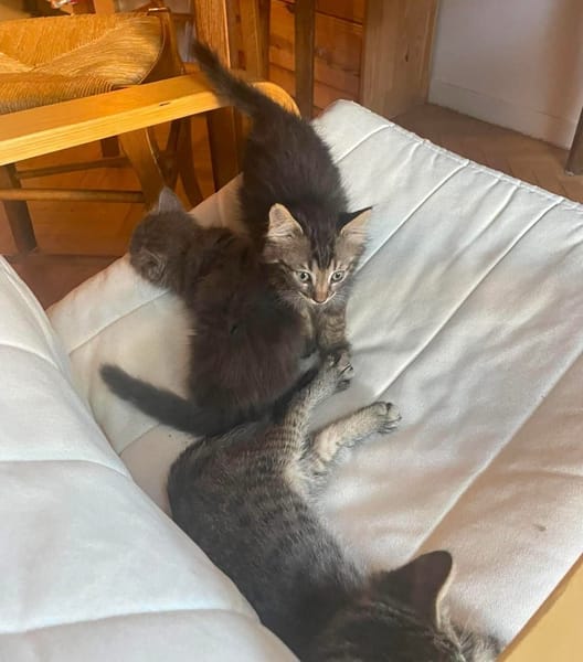PUYU À ADOPTER EN DUO OU SEUL SI DÉJÀ UN CHAT PRÉSENT CHEZ VOUS
