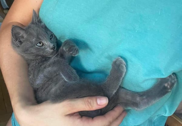WINGU À ADOPTER EN DUO OU SEUL SI DÉJÀ UN CHAT PRÉSENT CHEZ VOUS