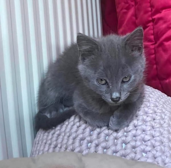 WINGU À ADOPTER EN DUO OU SEUL SI DÉJÀ UN CHAT PRÉSENT CHEZ VOUS