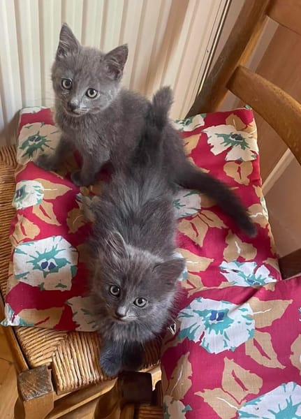 WINGU À ADOPTER EN DUO OU SEUL SI DÉJÀ UN CHAT PRÉSENT CHEZ VOUS