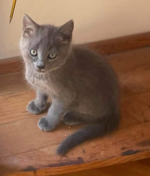 WINGU À ADOPTER EN DUO OU SEUL SI DÉJÀ UN CHAT PRÉSENT CHEZ VOUS
