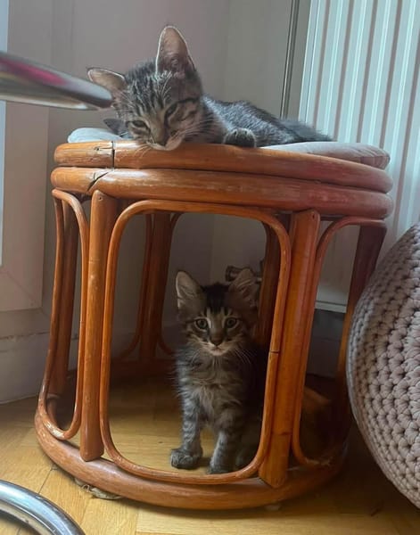 PILVI À ADOPTER EN DUO OU SEUL SI DÉJÀ UN CHAT PRÉSENT CHEZ VOUS
