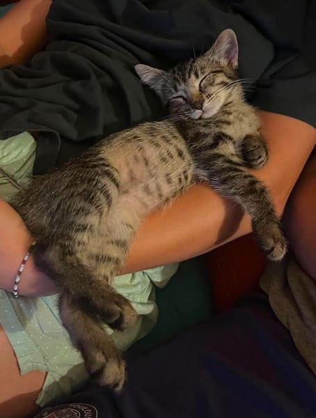 PILVI À ADOPTER EN DUO OU SEUL SI DÉJÀ UN CHAT PRÉSENT CHEZ VOUS