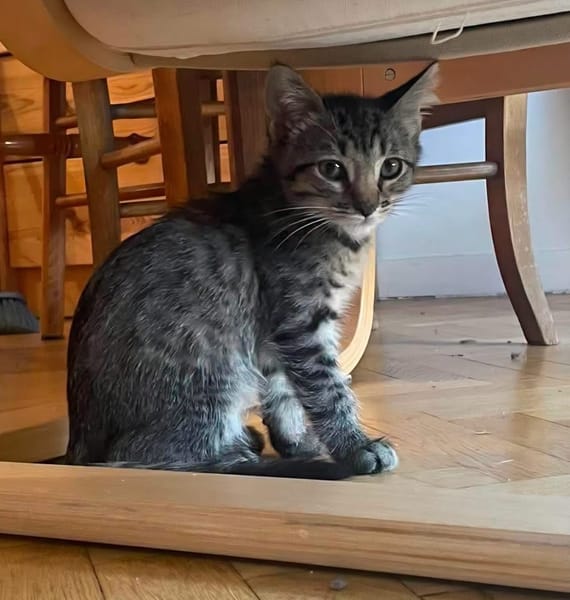 PILVI À ADOPTER EN DUO OU SEUL SI DÉJÀ UN CHAT PRÉSENT CHEZ VOUS