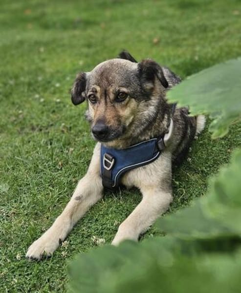 Sanfte Hundeomi KATE sucht ♥