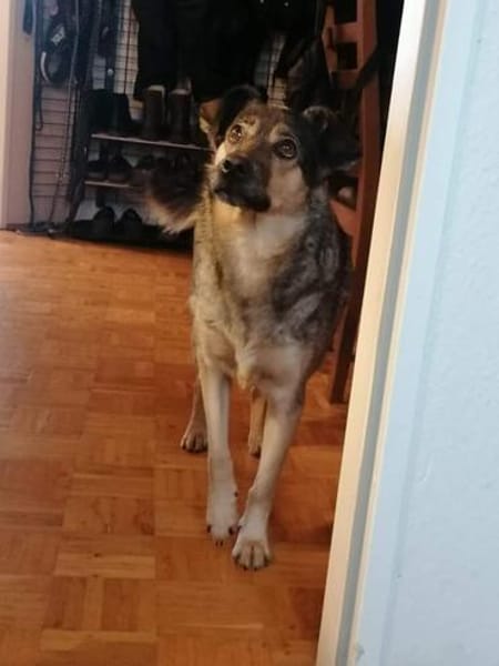 Sanfte Hundeomi KATE sucht ♥