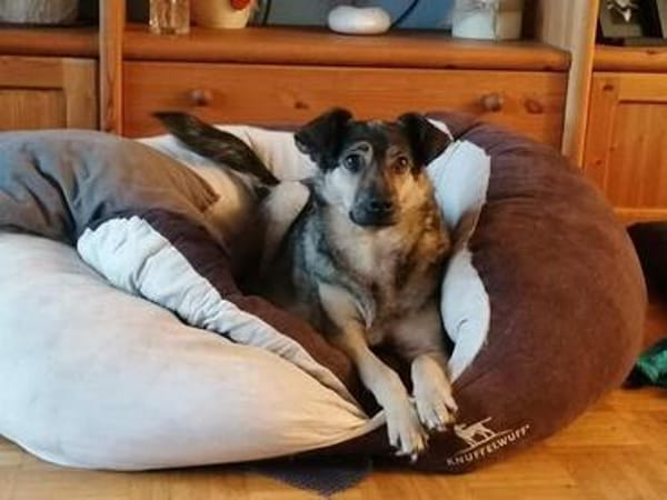 Sanfte Hundeomi KATE sucht ♥