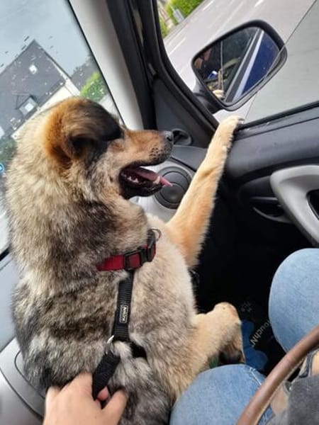 Sanfte Hundeomi KATE sucht ♥