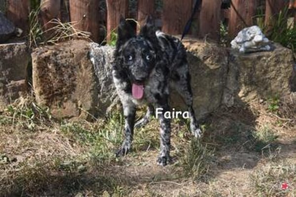 FAIRA