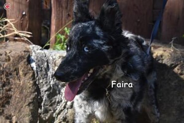 FAIRA