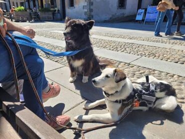 Shaylin sucht eine Familie