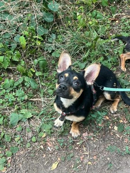 Süßes Pinschermädchen sucht ein Zuhause