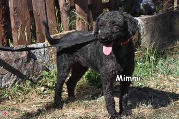 MIMMI