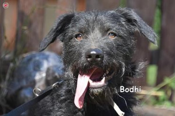 BODHI