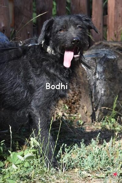 BODHI