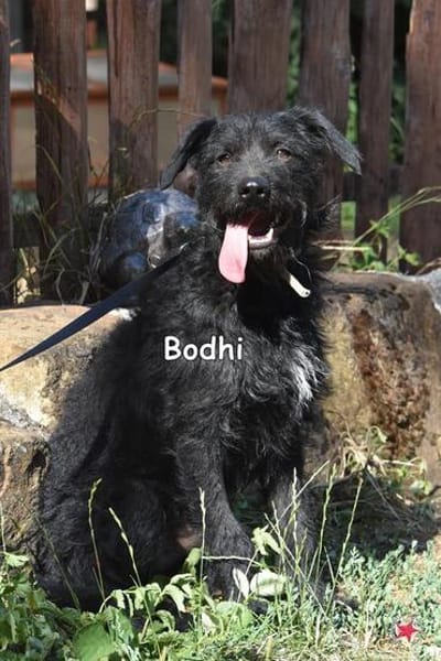 BODHI
