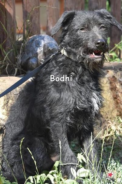 BODHI