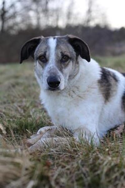 Liebevoller Hund REX sucht sein Zuhause!