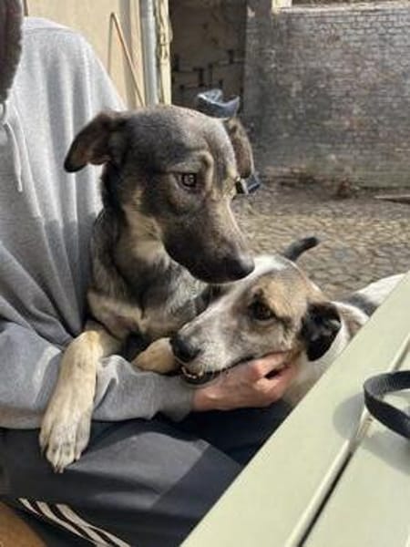 Liebevoller Hund REX sucht sein Zuhause!