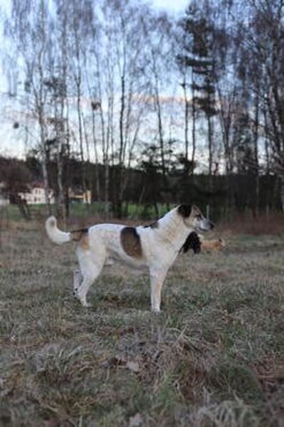 Liebevoller Hund REX sucht sein Zuhause!