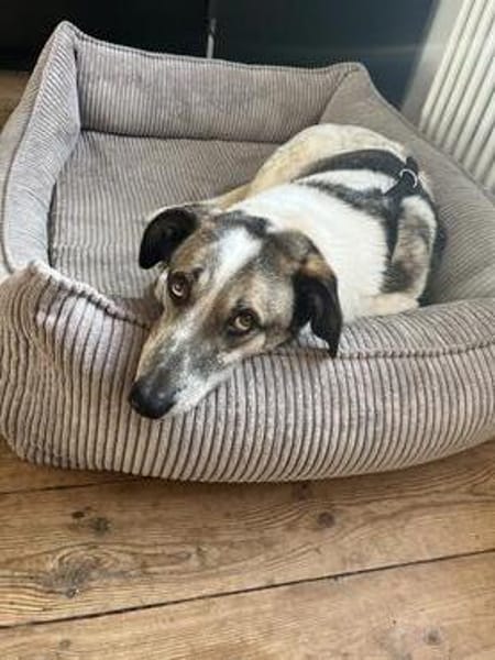 Liebevoller Hund REX sucht sein Zuhause!