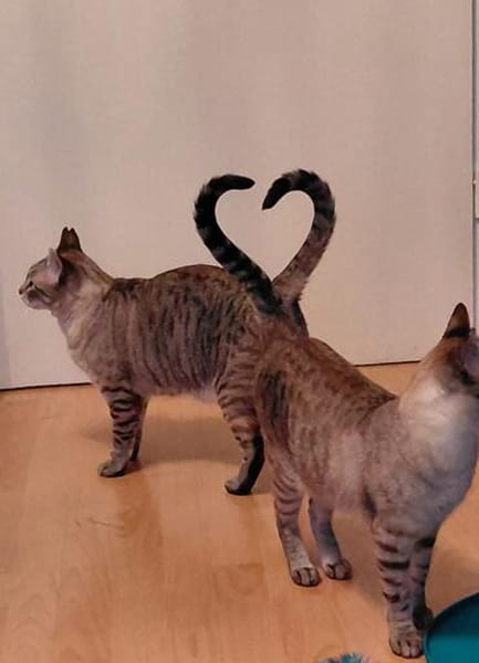 Mia und Zoe in Wiesbaden (ALO)