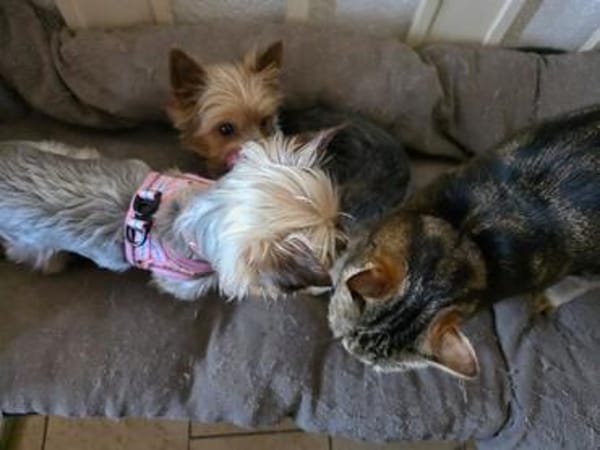 Yorkshirepaar Bruno und Luna
