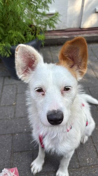 Verschmuste Rosalie sucht ihre/n Menschen