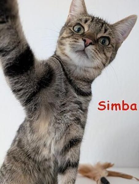 Simba und Karin