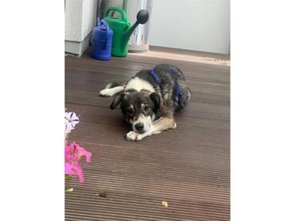 Meiko - wartet in 45478 Mühlheim