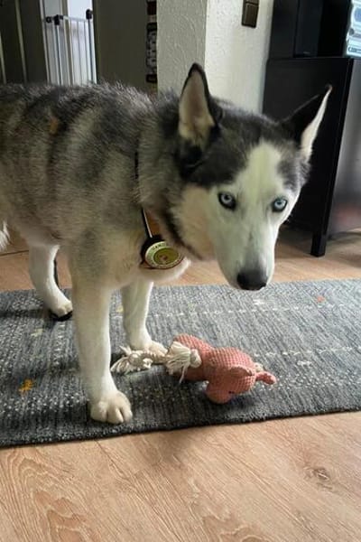 Husky MAXwartet schon in 56626 Andernach