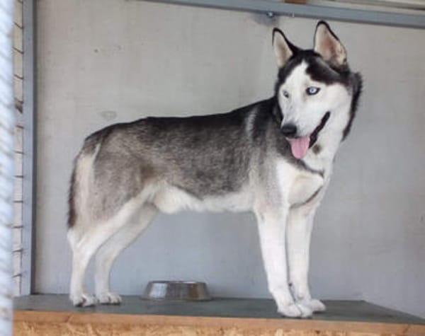 Husky MAXwartet schon in 56626 Andernach