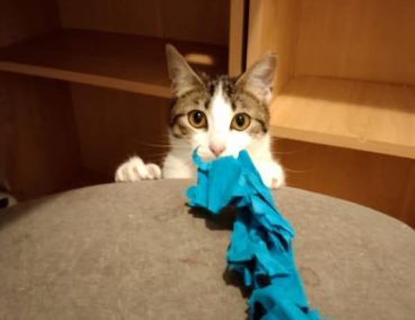 Sweetheart Kiki bei München (ALM)