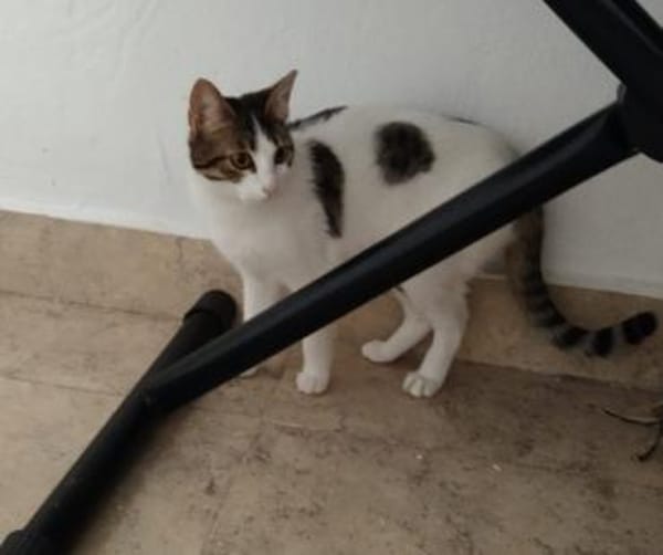 Sweetheart Kiki bei München (ALM)