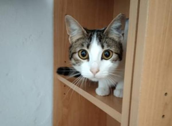 Sweetheart Kiki bei München (ALM)