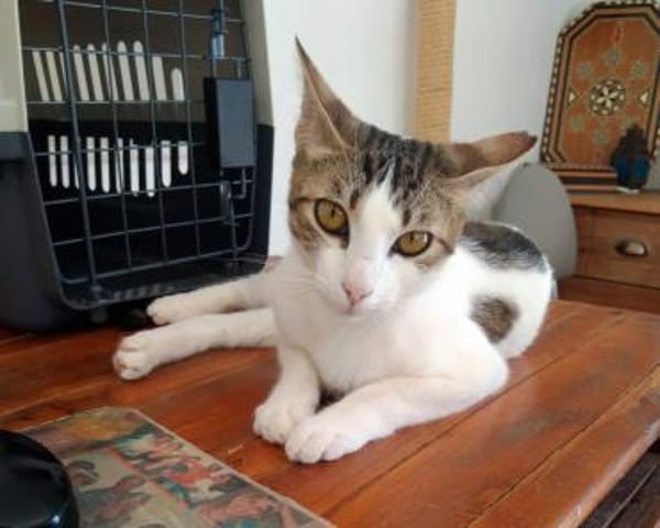 Sweetheart Kiki bei München (ALM)