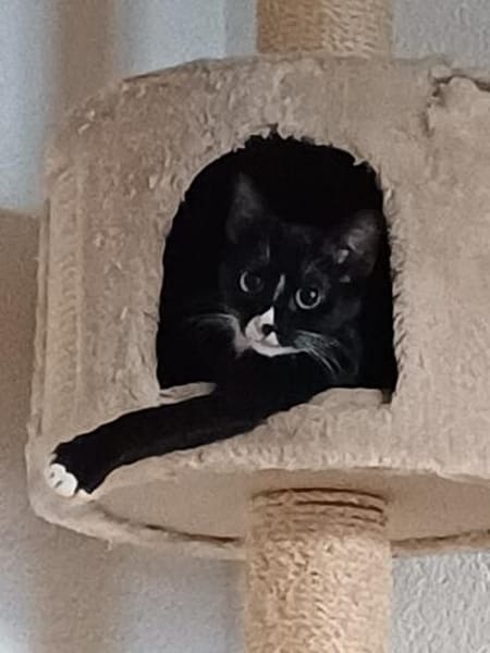Kämpferin Mrva sucht Für-immer-Zuhause