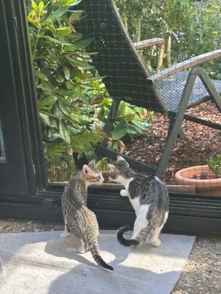 Kuno und Michael aus dem Tierschutz