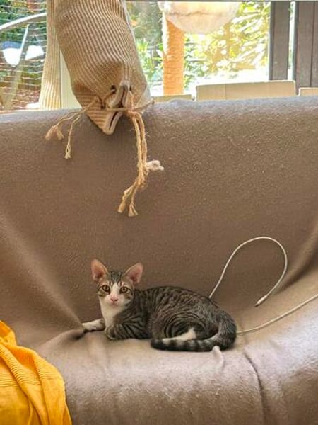 Kuno und Michael aus dem Tierschutz