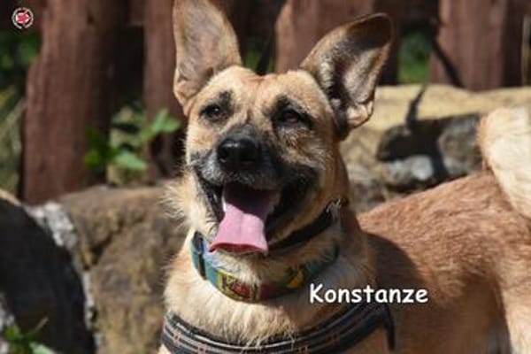KONSTANZE
