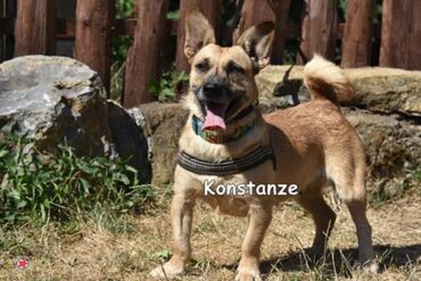 KONSTANZE
