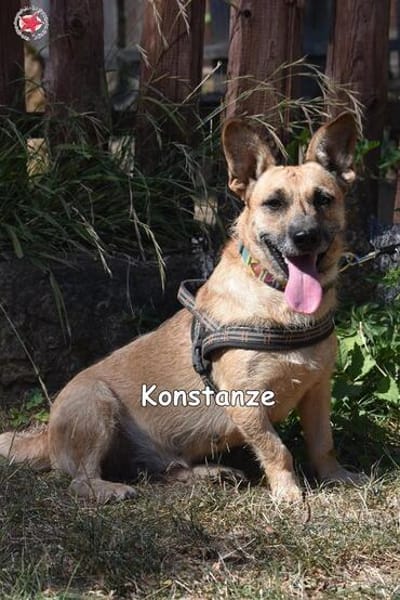 KONSTANZE